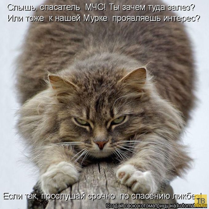 ������ ����������� ������ (49 ����)