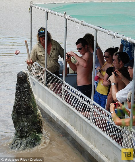 Акула и крокодил сошлись в смертельной схватке (15 фото)