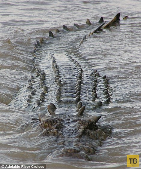 Акула и крокодил сошлись в смертельной схватке (15 фото)