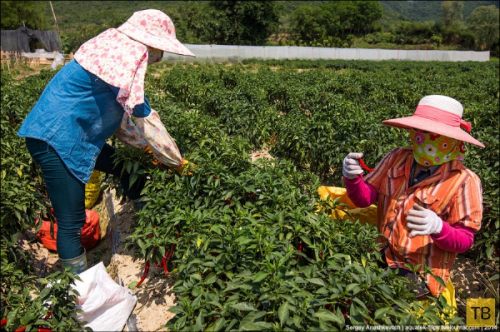 Горячие чилийские перцы и китайские женщины на одной плантации (14 фото)