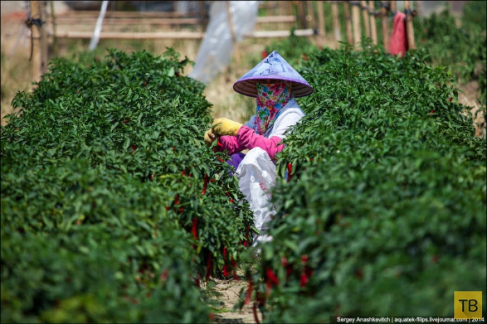 Горячие чилийские перцы и китайские женщины на одной плантации (14 фото)
