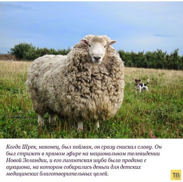 ��������� ������� ������ �� ������ "����" (10 ����)