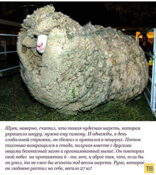 ��������� ������� ������ �� ������ "����" (10 ����)