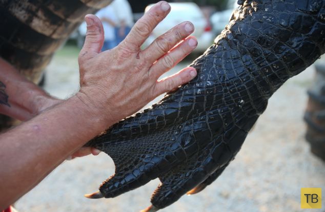 Семья охотников из Алабамы поймала аллигатора-монстра (5 фото)