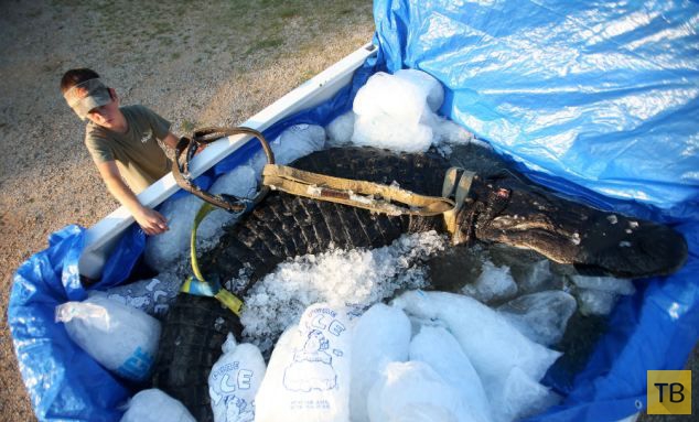 Семья охотников из Алабамы поймала аллигатора-монстра (5 фото)