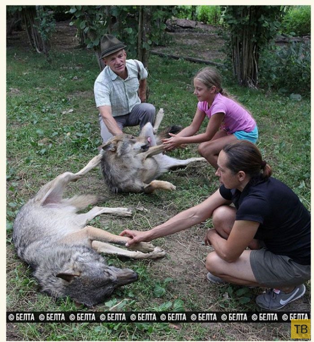 Семья белорусских фермеров вырастила стаю волков (12 фото)