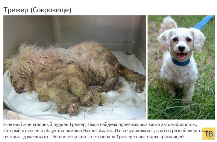 Спасение несчастных животных от гибели - достойно уважения (22 фото)