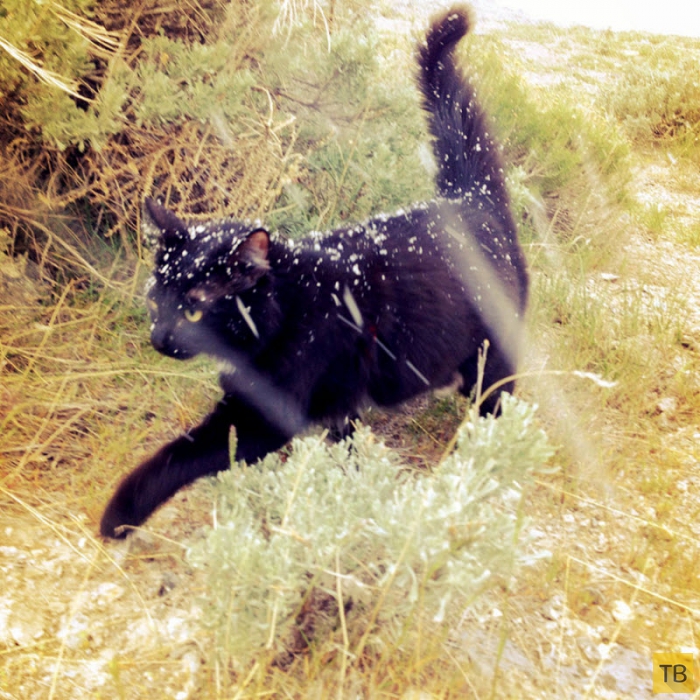 Кошка Милли – покорительница горных вершин (24 фото)