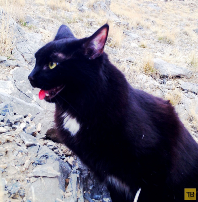 Кошка Милли – покорительница горных вершин (24 фото)