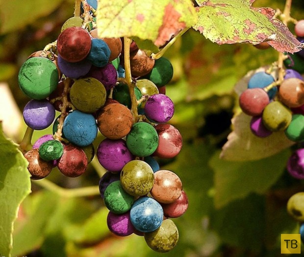 Радужный виноград (3 фото)
