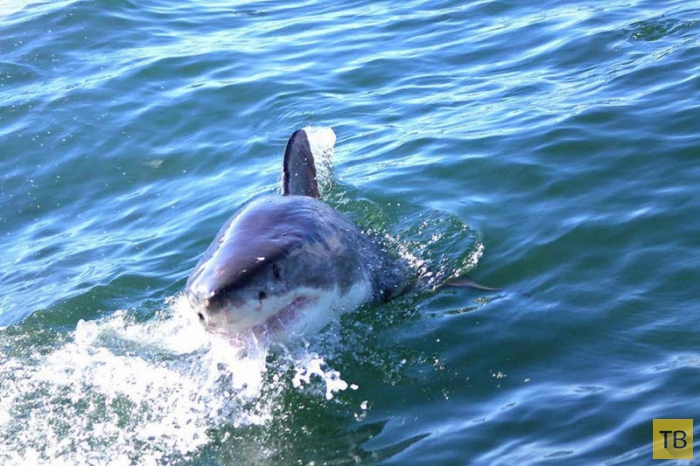 Акулий дайвинг в Гансбае (10 фото + видео)