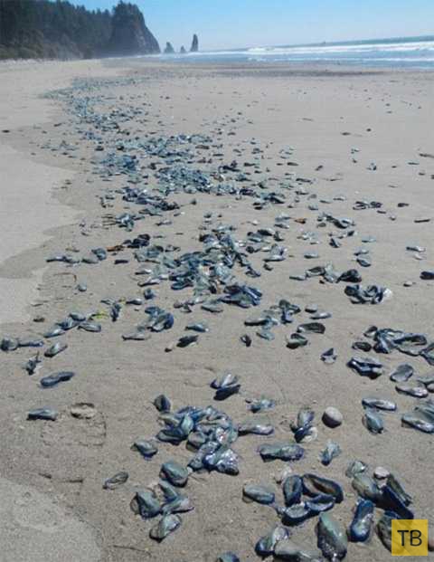 На пляжи Калифорнии вторглись загадочные синие существа (6 фото)