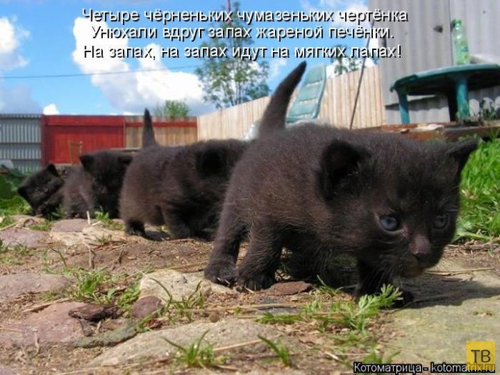 ������ ����������� ������, ����� 12 (50 ����)