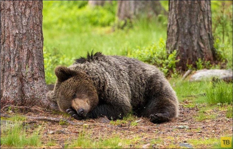 Медвежата шалят пока медведица спит (6 фото)