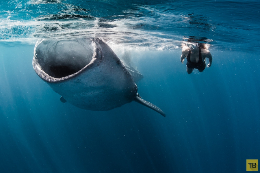 ������ Roberta Mancino ������� � �������� ������� � ������� ������ (20 ����)