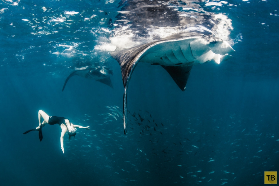 Модель Roberta Mancino плавает с китовыми акулами и другими рыбами (20 фото)