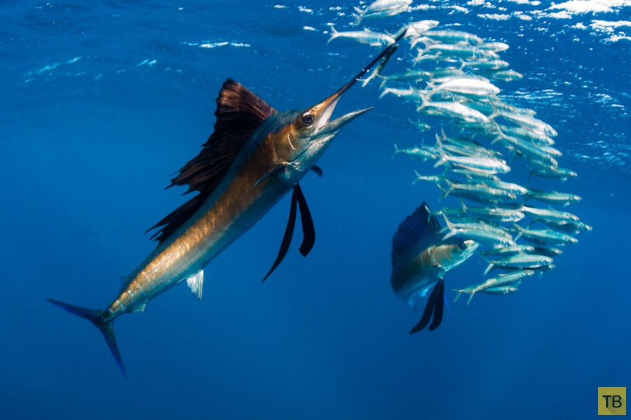 ������ Roberta Mancino ������� � �������� ������� � ������� ������ (20 ����)