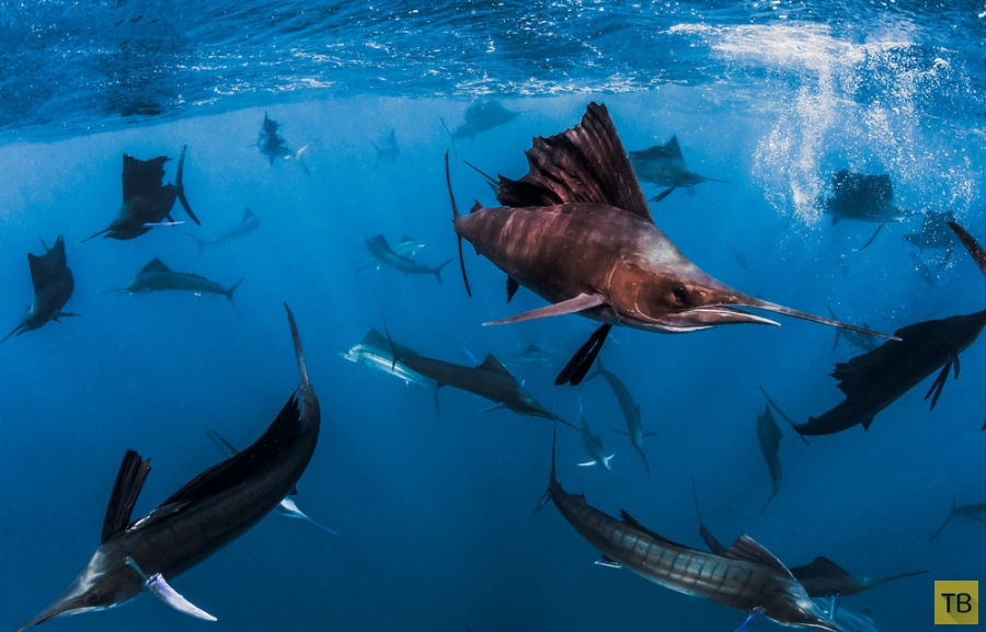 ������ Roberta Mancino ������� � �������� ������� � ������� ������ (20 ����)