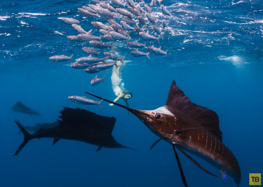 ������ Roberta Mancino ������� � �������� ������� � ������� ������ (20 ����)