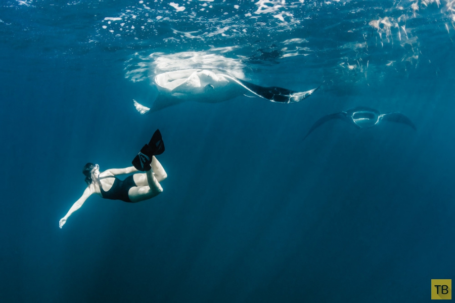 Модель Roberta Mancino плавает с китовыми акулами и другими рыбами (20 фото)