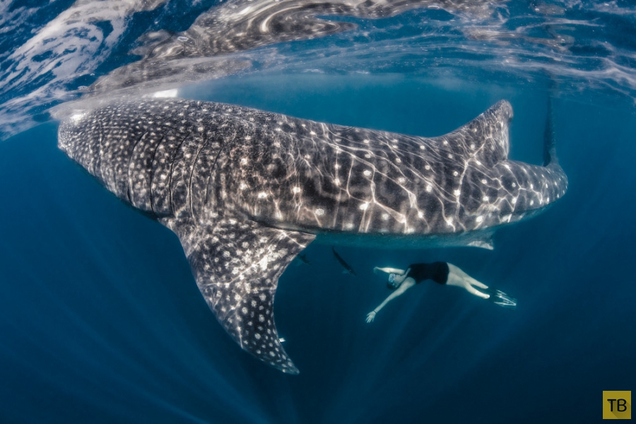 ������ Roberta Mancino ������� � �������� ������� � ������� ������ (20 ����)