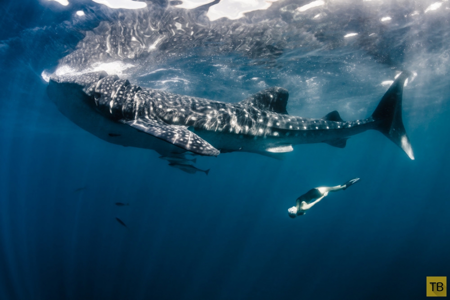 ������ Roberta Mancino ������� � �������� ������� � ������� ������ (20 ����)