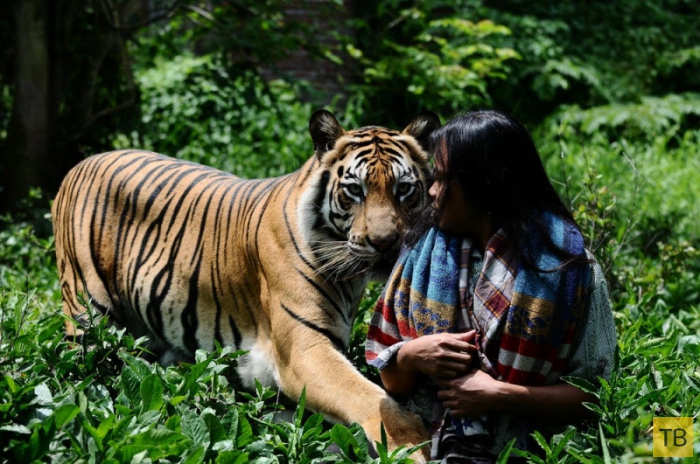Неразлучные друзья -  бенгальский тигр и человек (10 фото + видео)