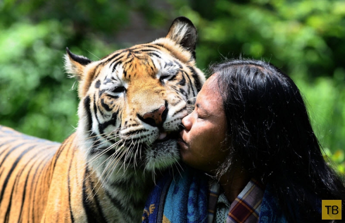 Неразлучные друзья -  бенгальский тигр и человек (10 фото + видео)