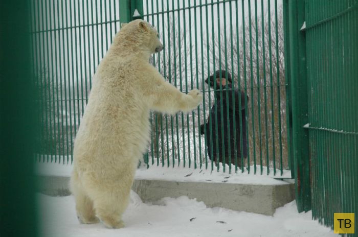 Спасение медвежонка, оставшегося без матери  (13 фото)