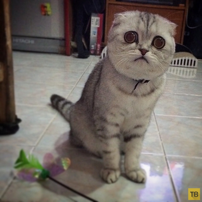Самая грустная кошка в мире: Малышка Пи (16 фото)
