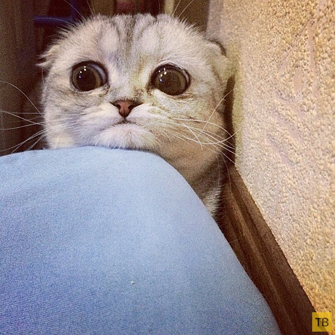 Самая грустная кошка в мире: Малышка Пи (16 фото)