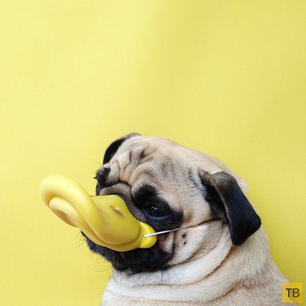 Подборка самых милых и забавных домашних животных в Instagram (73 фото)