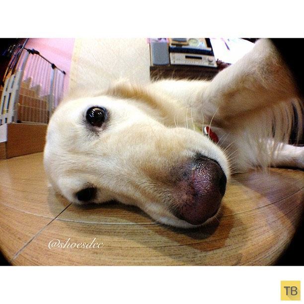 Подборка самых милых и забавных домашних животных в Instagram (73 фото)
