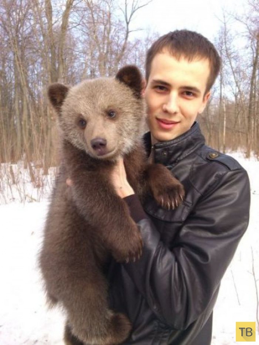 Медведи на улицах российских городов (29 фото)