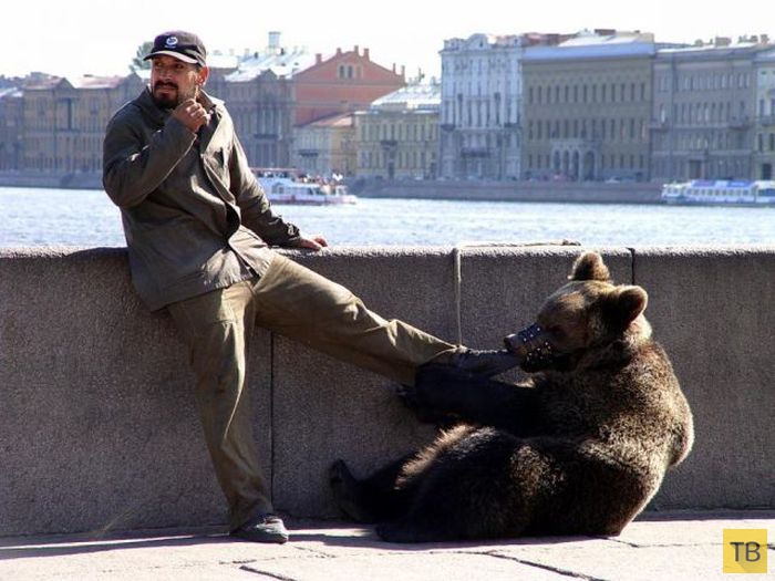 Медведи на улицах российских городов (29 фото)