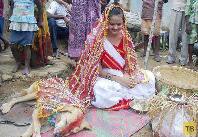 В Индии девушка вышла замуж за пса ради спасения деревни (6 фото)