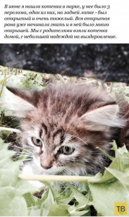 История спасения котенка с переломанными лапами (12 фото)