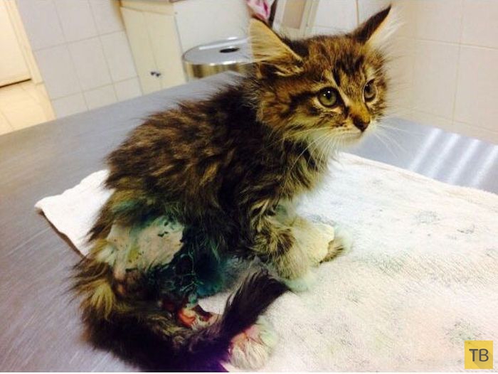 ������� �������� ������� � ������������� ������ (12 ����)