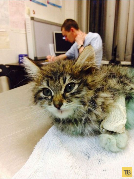 ������� �������� ������� � ������������� ������ (12 ����)