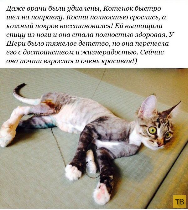 ������� �������� ������� � ������������� ������ (12 ����)