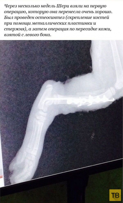 ������� �������� ������� � ������������� ������ (12 ����)