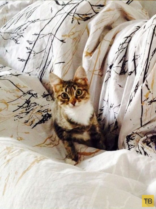 ������� �������� ������� � ������������� ������ (12 ����)