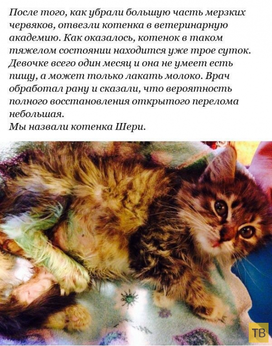 История спасения котенка с переломанными лапами (12 фото)