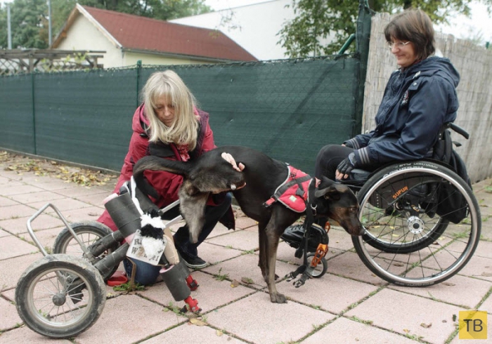 Инвалидность - не приговор! (10 фото)