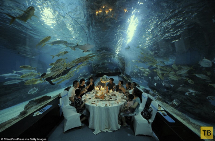 Ужин в аквариуме (8 фото)