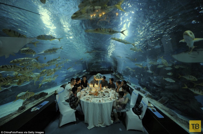 Ужин в аквариуме (8 фото)