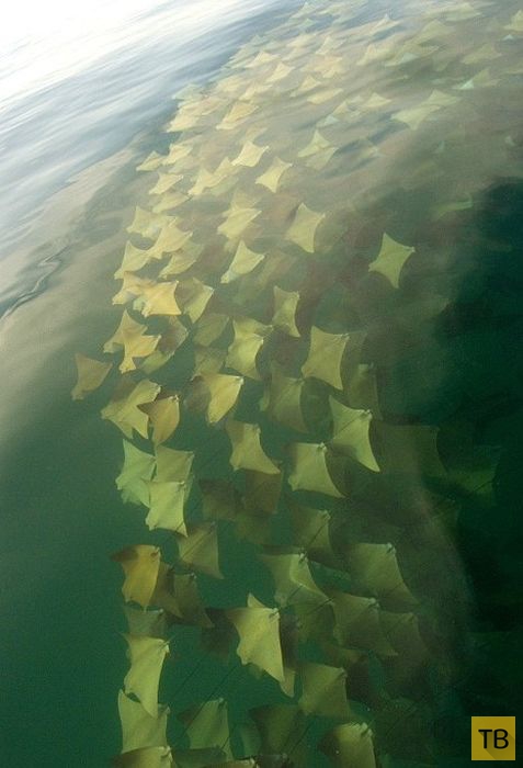 �������� �������� ����� ������ (8 ����)