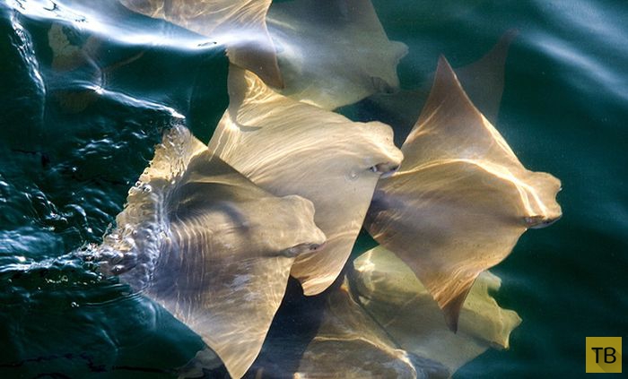 �������� �������� ����� ������ (8 ����)