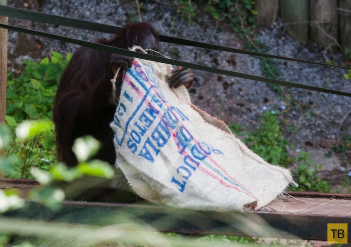Самка орангутанга поразила посетителей зоопарка, сделав себе платье из мешка (12 фото)