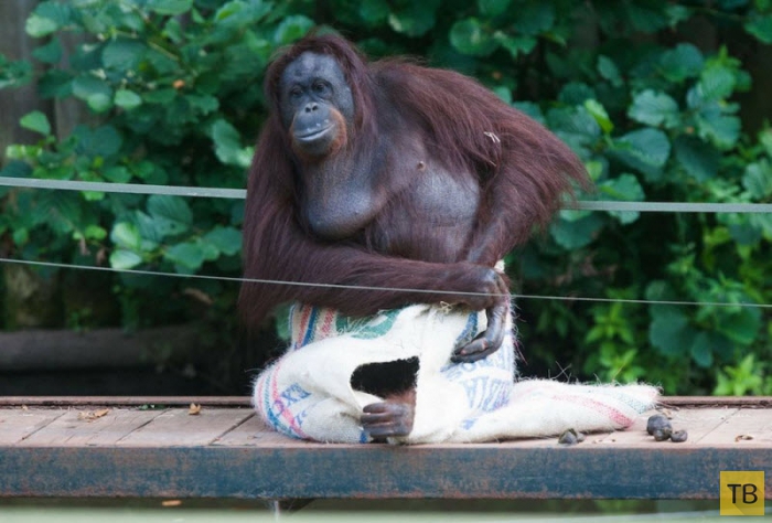 Самка орангутанга поразила посетителей зоопарка, сделав себе платье из мешка (12 фото)